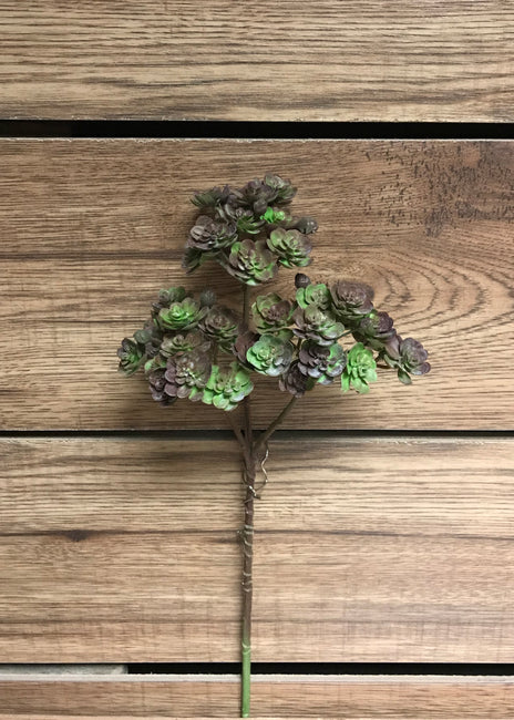 Hens & Chicks Spray