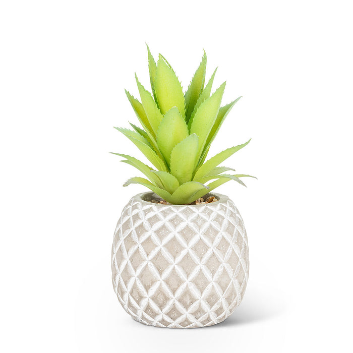 Succulent in Pineapple