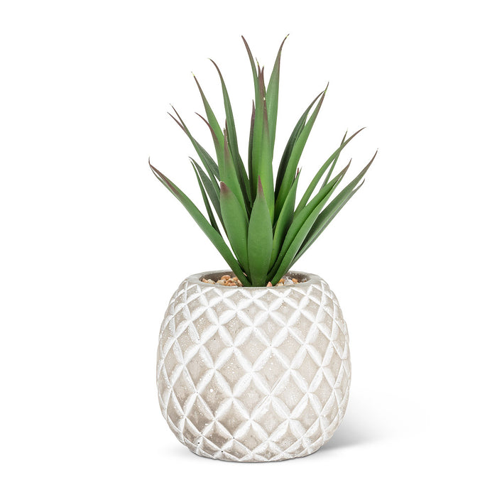 Succulent in Pineapple