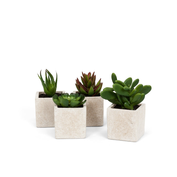 Succulents - Square Pot