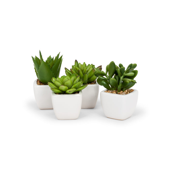Succulents - Tapered Pot