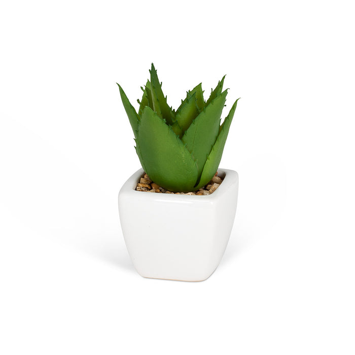 Succulents - Tapered Pot