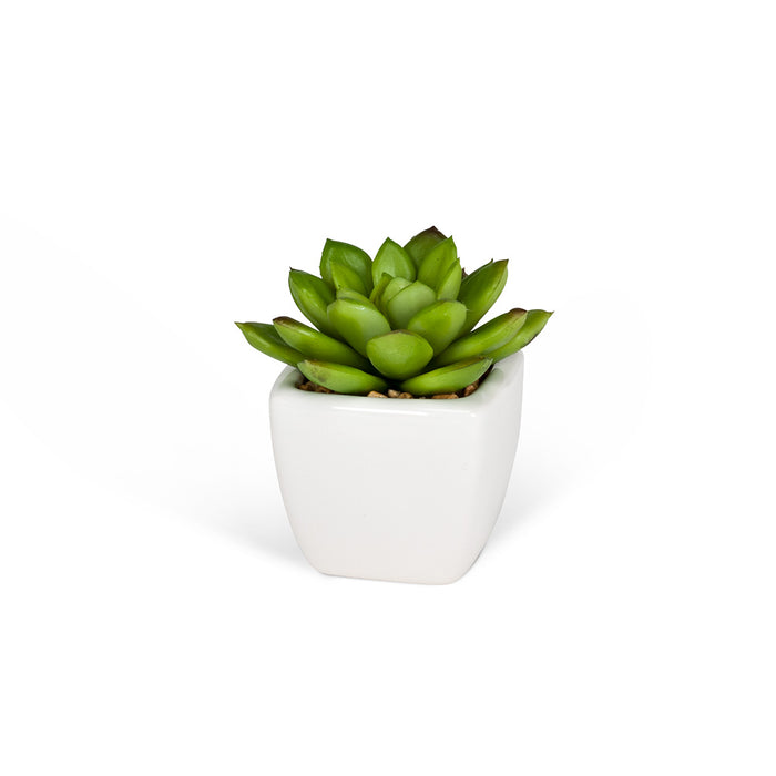 Succulents - Tapered Pot