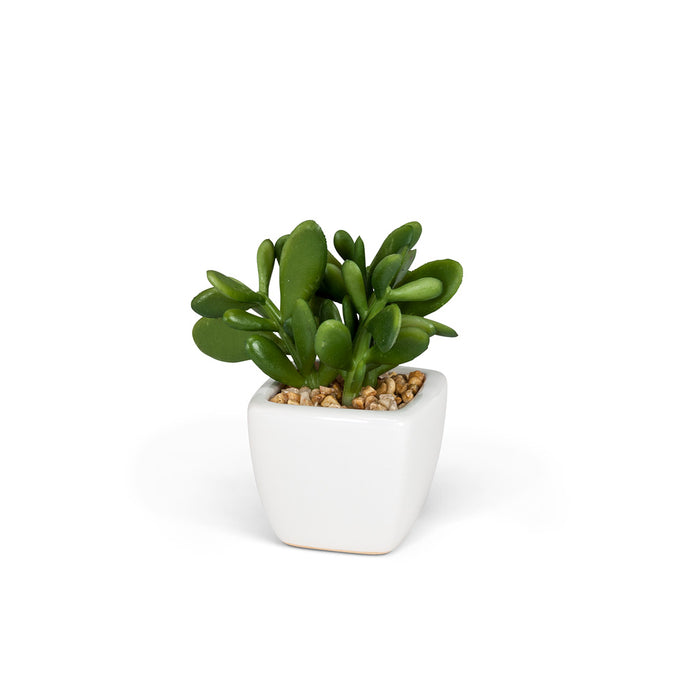 Succulents - Tapered Pot