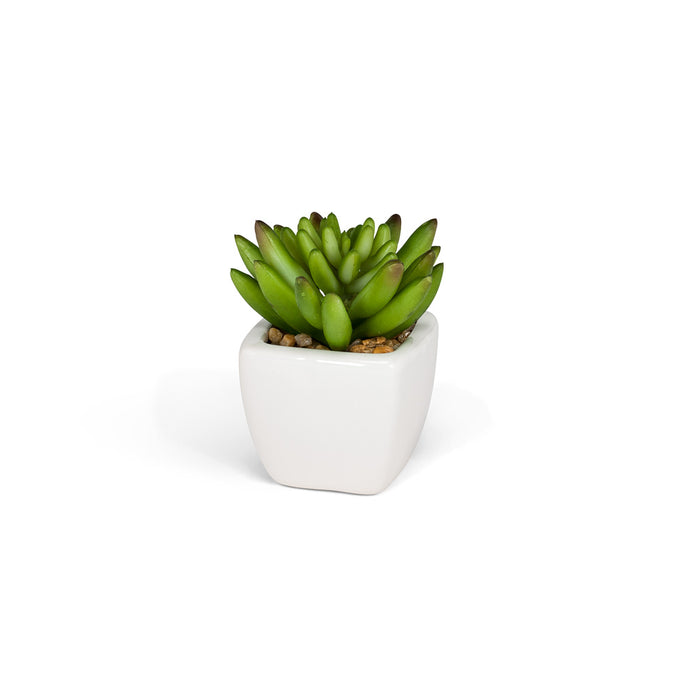 Succulents - Tapered Pot