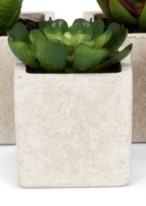 Succulents - Square Pot